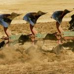 Aperos agrícolas que sustituyen el arado de vertedera para sembrar colza