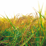Sowing durum wheat-type cereals, type of agricultural tasks