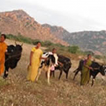Social action by Bellota Agrisolutions in India Bellota Agrisolutions donates 155 cows for to provide resources in India.